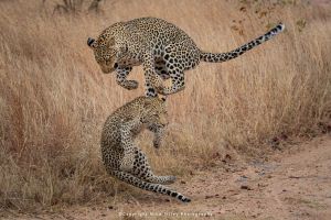 Mike Tilley photography wild4