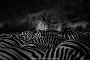 Mike Tilley photography wild4
