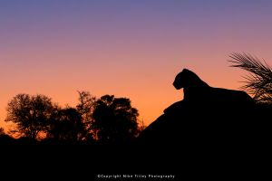 Mike Tilley photography wild4