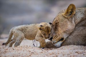 Mike Tilley photography wild4