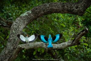 Mike Tilley photography wild4