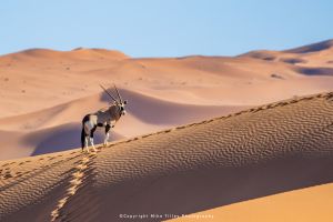 Mike Tilley photography wild4