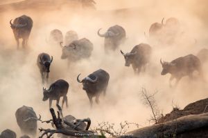 Mike Tilley photography wild4