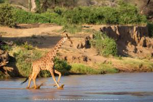 Reticulated Giraffe, Kenya, Samburu, Stu Porter