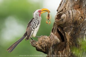 Hornbill with Scorpion, Kruger photo safari WILD4