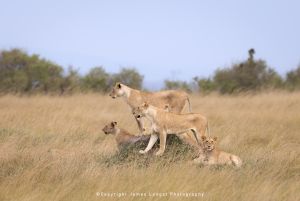 Lions on a termite mound mara