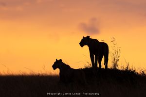 Lions silhouette at sunset