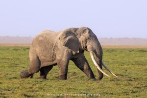 elephant in amboseli