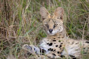 Serval cat Kenya