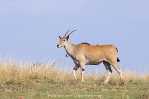 Eland Kenya