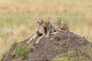 Cheetah with cubs