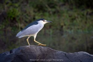 Black crowned night heron Kenya