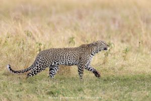 Leopard walking